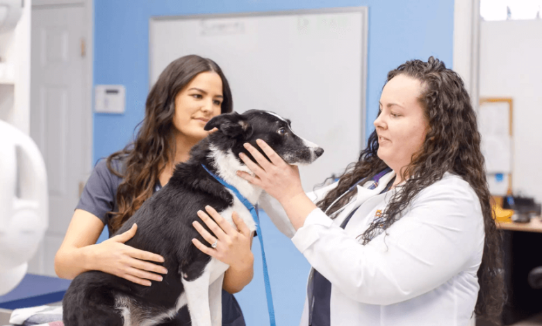 LitPet: Elevating Pet Wellness Through Holistic Care