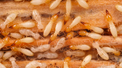 termite