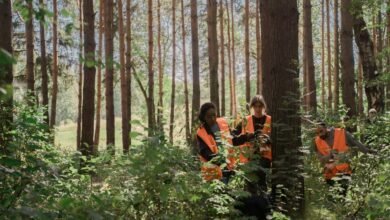 search momentum for visibility