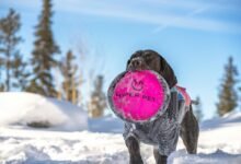 hyper circuit stellar nexus