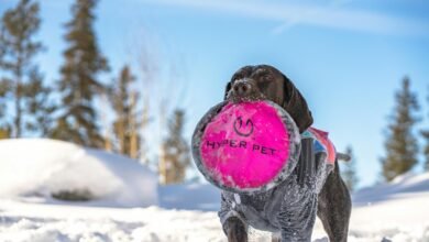 hyper circuit stellar nexus